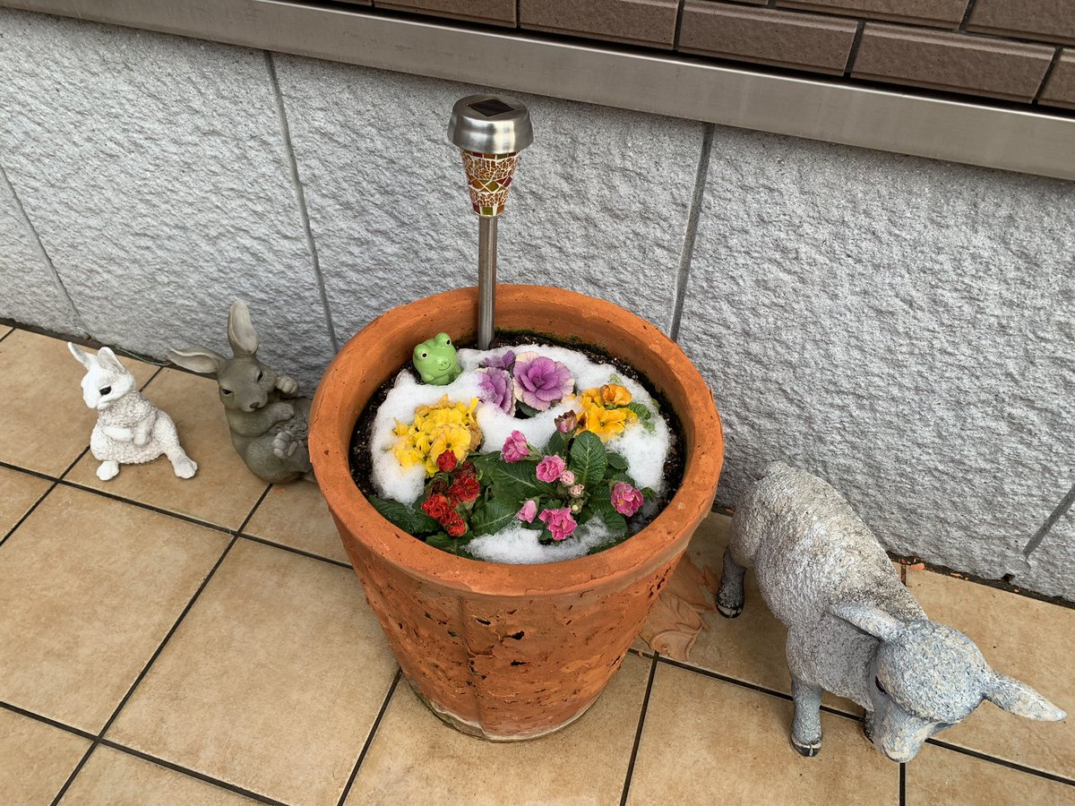 drumsyuu's tweet photo. 雪の華が咲いてました🌹

#雪の華 https://t.co/CmH6I6wieG