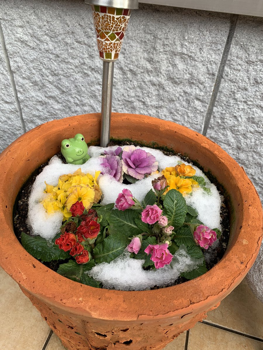 drumsyuu's tweet photo. 雪の華が咲いてました🌹

#雪の華 https://t.co/CmH6I6wieG
