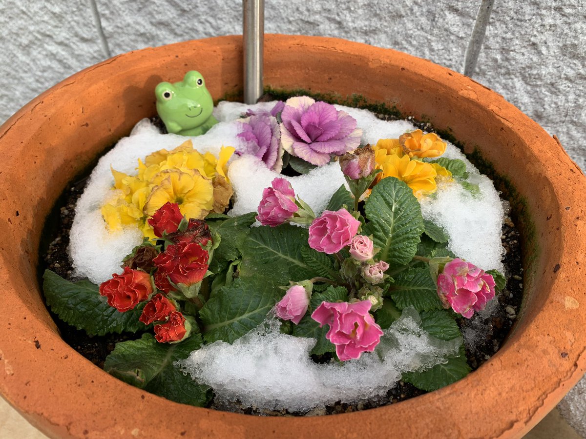 drumsyuu's tweet photo. 雪の華が咲いてました🌹

#雪の華 https://t.co/CmH6I6wieG