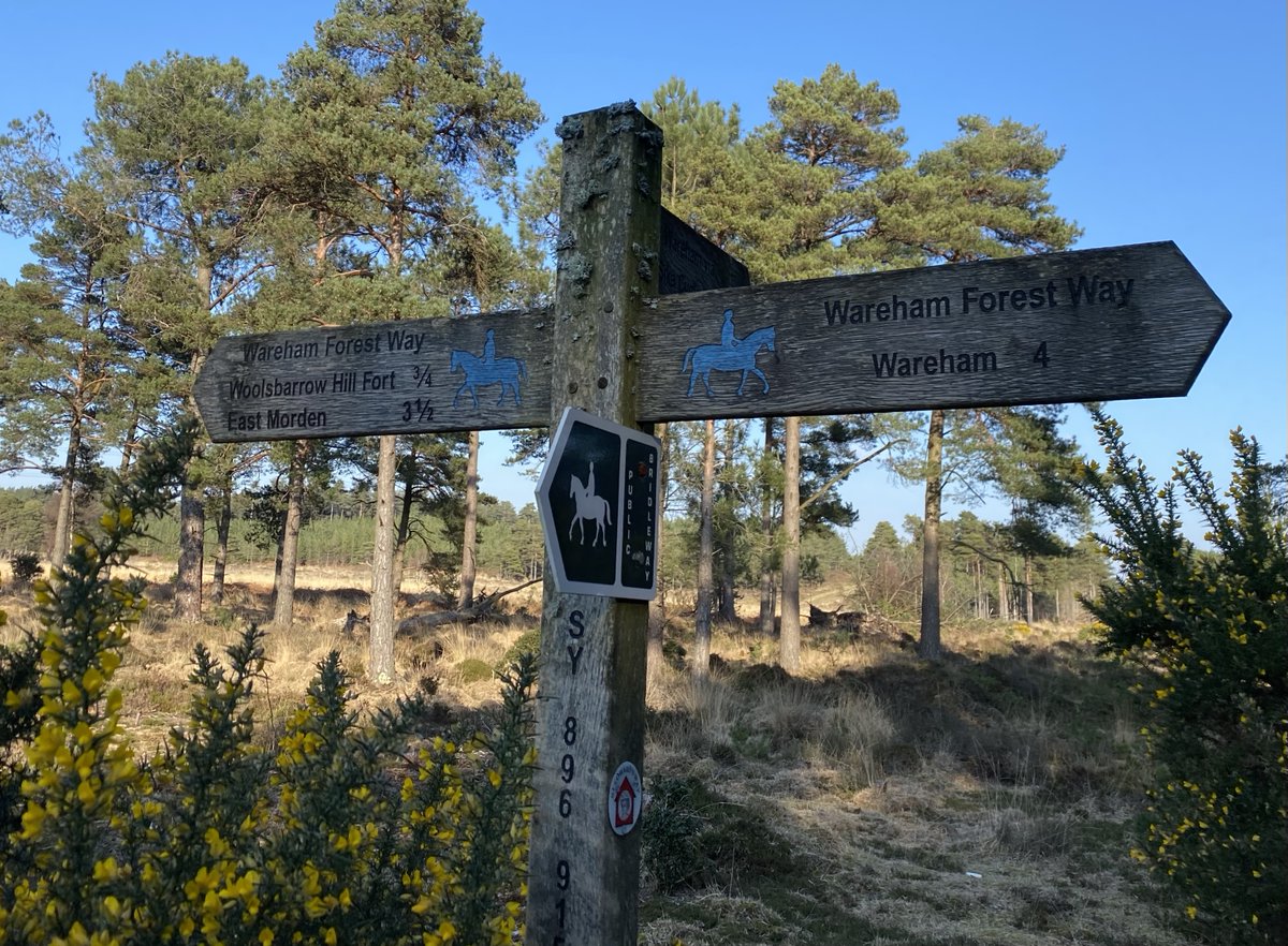 moonraker_the's tweet photo. #FingerpostFriday #WarehamForestWalks #WarehamForest https://t.co/UsDXAmuUVe