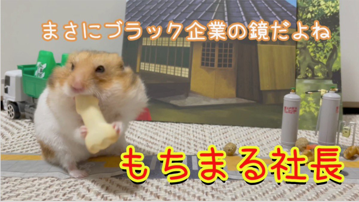 mochimalu_co_jp's tweet photo. やぁみんな！！🐹
もちまるーむアップされたからぜひ見てね✨
今回はぼくはしゃちょーだぜっ♪へへん⭐️
https://t.co/BVR5eBXd4X

#もちまる　#ハムスター　#youtube https://t.co/tCw4EWQhKG