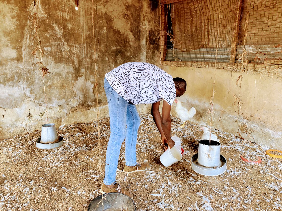 HeiferNigeria's tweet photo. It’s time again for #farmfeaturefriday
This local poultry farm in Edo, Nigeria is owned by Bello Omorodion. He would like to offer poultry products all year long, but he lacks access to guaranteed off-takers that will drive him to run multiple cycles outside the peak seasons... https://t.co/CpKukcatNS