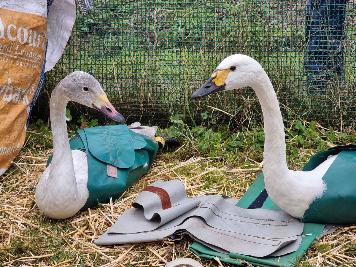 KaneBrides's tweet photo. A great catch of Bewick's Swans @WWTSlimbridge this morning to ring and X-ray birds as part of our work looking at the illegal hunting of the species. On average, a 1/3 of Bewick's @WWTSlimbridge sadly carry shot in pellets in their bodies. Read more here https://t.co/3BFifrRUGf https://t.co/2WM5AWG90T