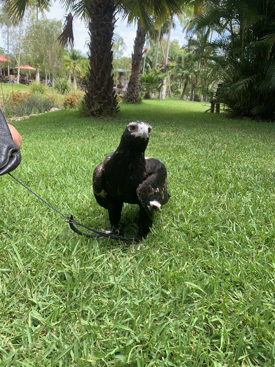Tiger &amp; eagle encounter 🐅🦅