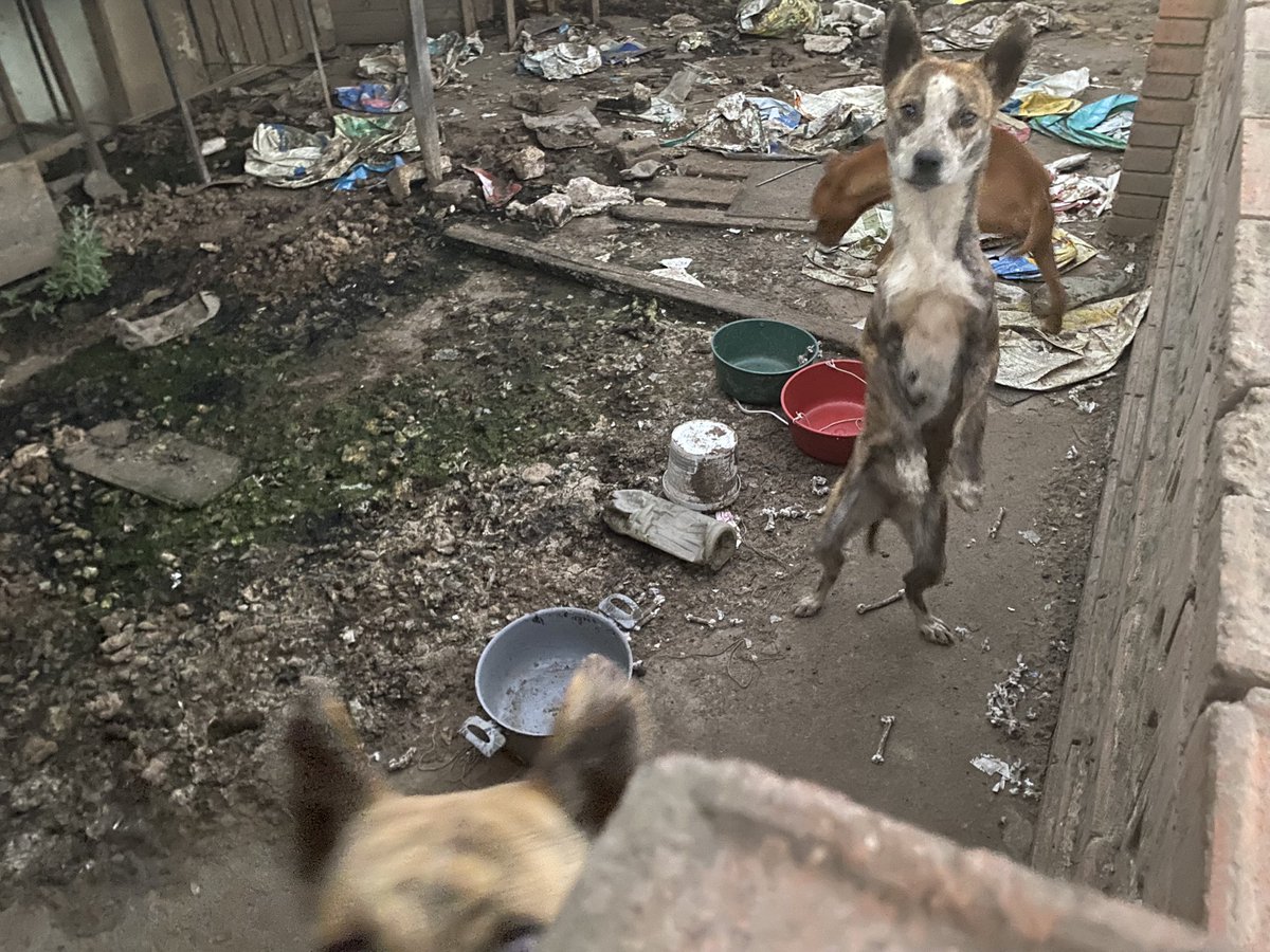 MafeDiazGdosP's tweet photo. Tres perritos llevan más de 8 meses abandonados entre basura y sus propias heces, en una vivienda en Puente Aranda 💔. Uno de ellos se logró rescatar y otro, del desespero, se tiró por el balcón. No se ha logrado ingresar a la casa por temas legales. @AnimalesBOG @PuenteAranda_ https://t.co/X6kUFPKmbz