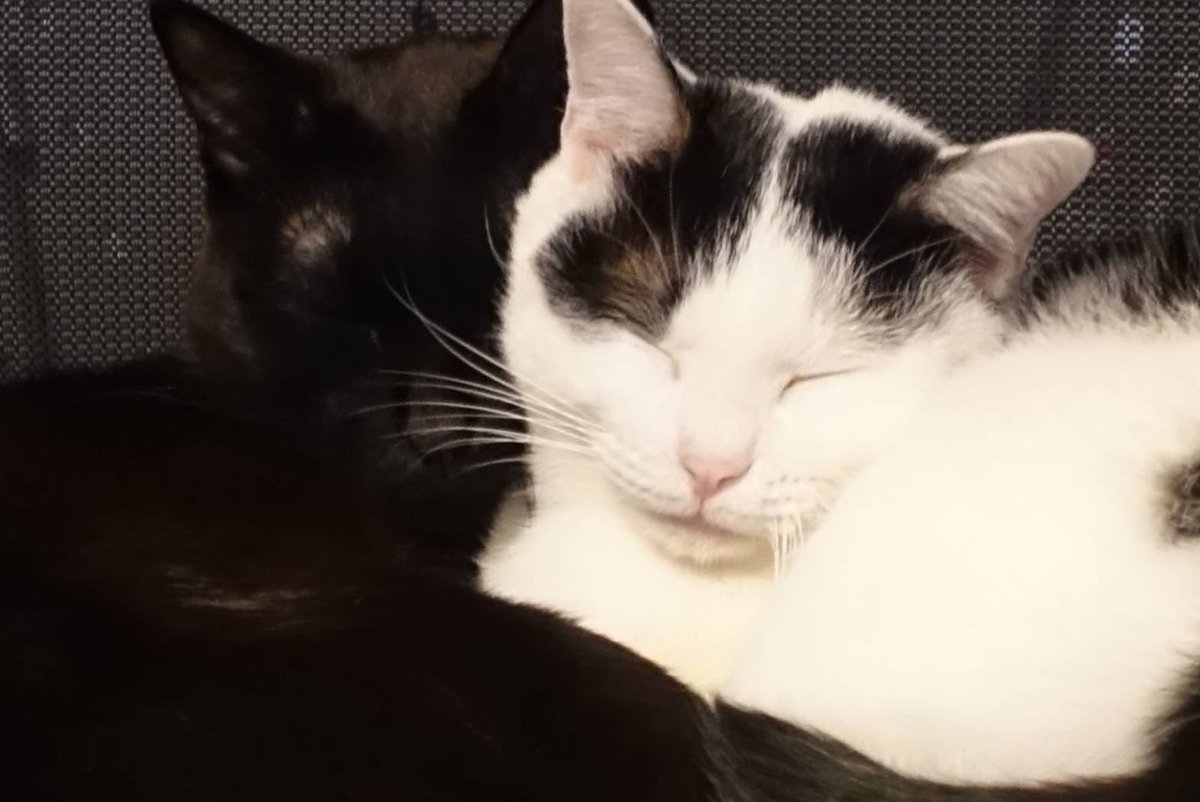 推しほしいな
潤いがねえ

あっ、
推しいた https://t.co/Wp38YeeUtL