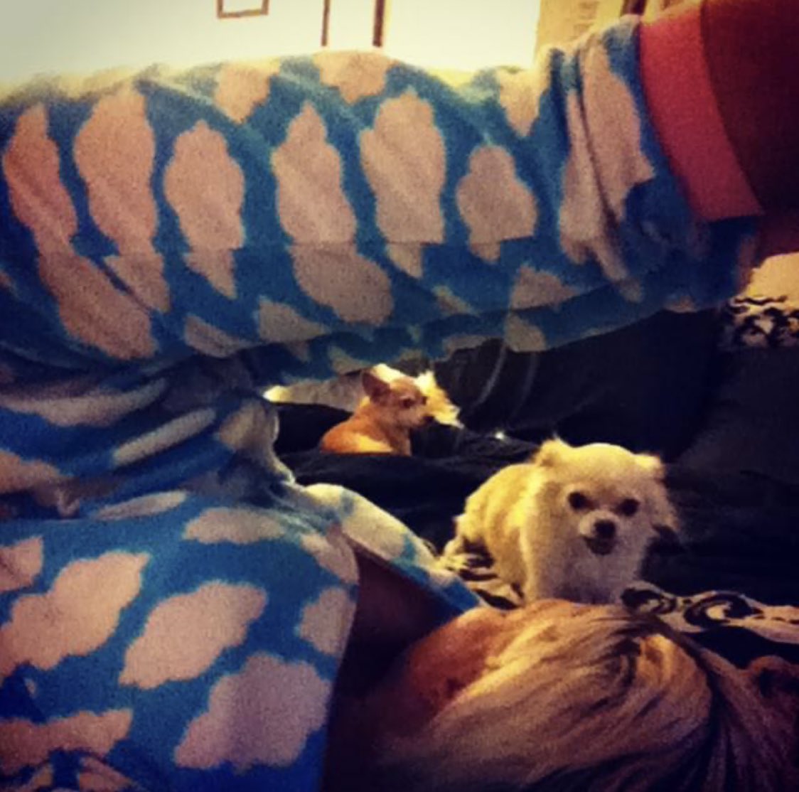Ashley1984XO's tweet photo. #goodmorning #bedyoga #chihuahuas #toronto #dogsarefamily #yogadogs π€πΎπβοΈπ https://t.co/7IYMOzLixZ