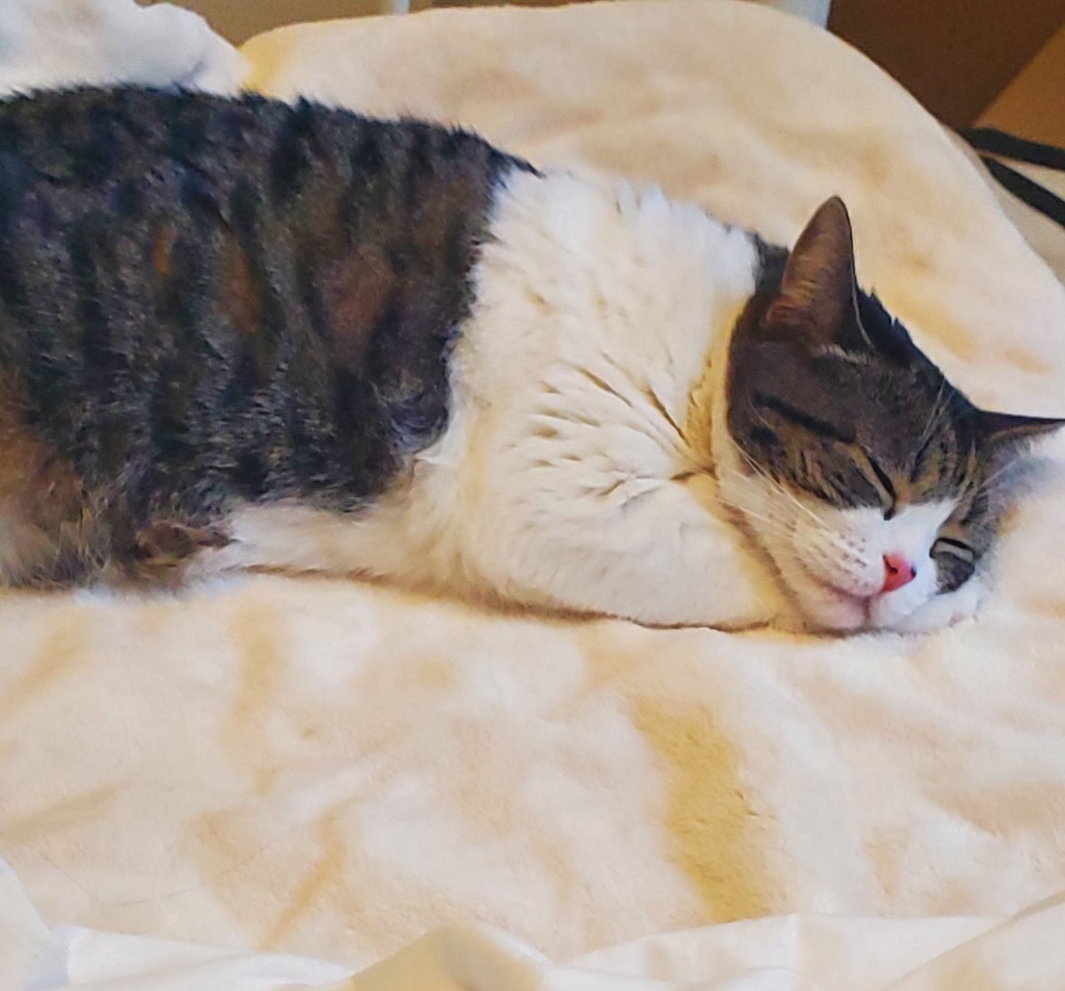 猫をダメにする電気毛布
ここからほとんど動かない