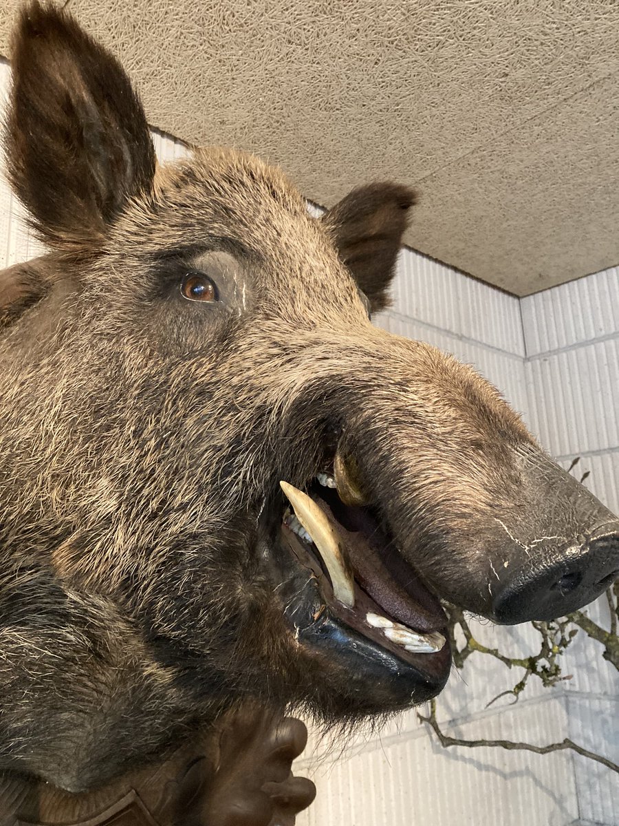 KHKindler's tweet image. ein #freigeist in lustenau 😉