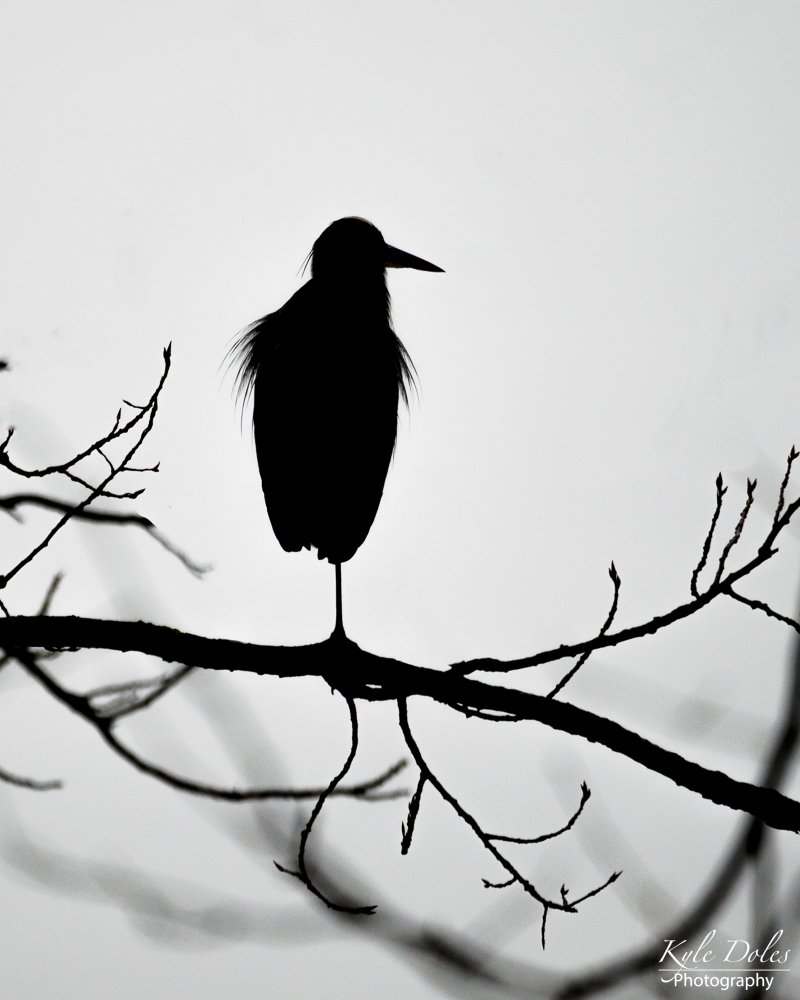 I'm a sucker for black and white silhouette photos. 
This is a Great Blue Heron on a bright, overcast morning. I just love the spiky feathers around the shoulder area. 
.
#silhouette #bnwphotography 
#NaturePhotography #birding