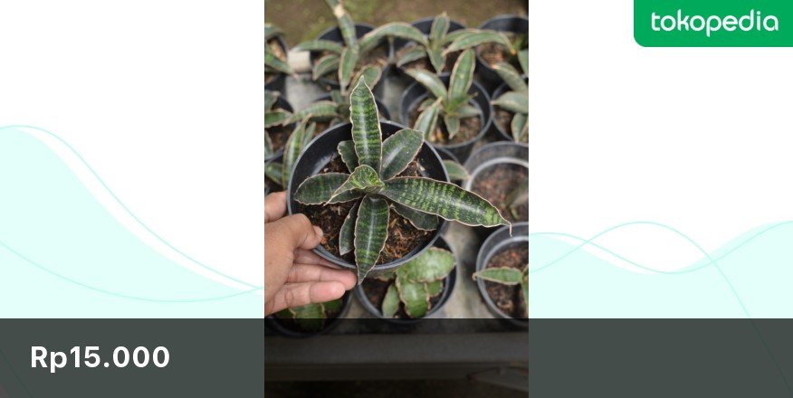 Coba cek ini, deh: 'Tanaman Hias Sansevieria Fischeri' Rp15.000 di toko BrilianMuda Garden Tokopedia. Bisa bebas ongkir, lho.
tokopedia.link/QrAhCbSFVwb #jualtanaman #tanamanhias #nursery #sansevieria #fischeri