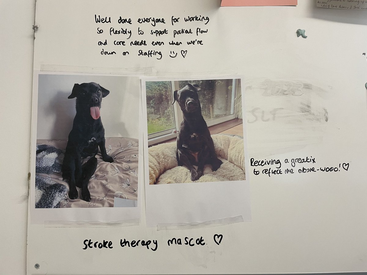 siobhanSLT's tweet photo. Currently feeling drained and +mentally exhausted with the constant relentlessness at work. So it made me ++smile when a colleague brought these photos in of my Clover to make her our well-being mascot 🖤 We have the best team 🥰 #mySLTday #wellbeing https://t.co/u8GEGh0xZZ