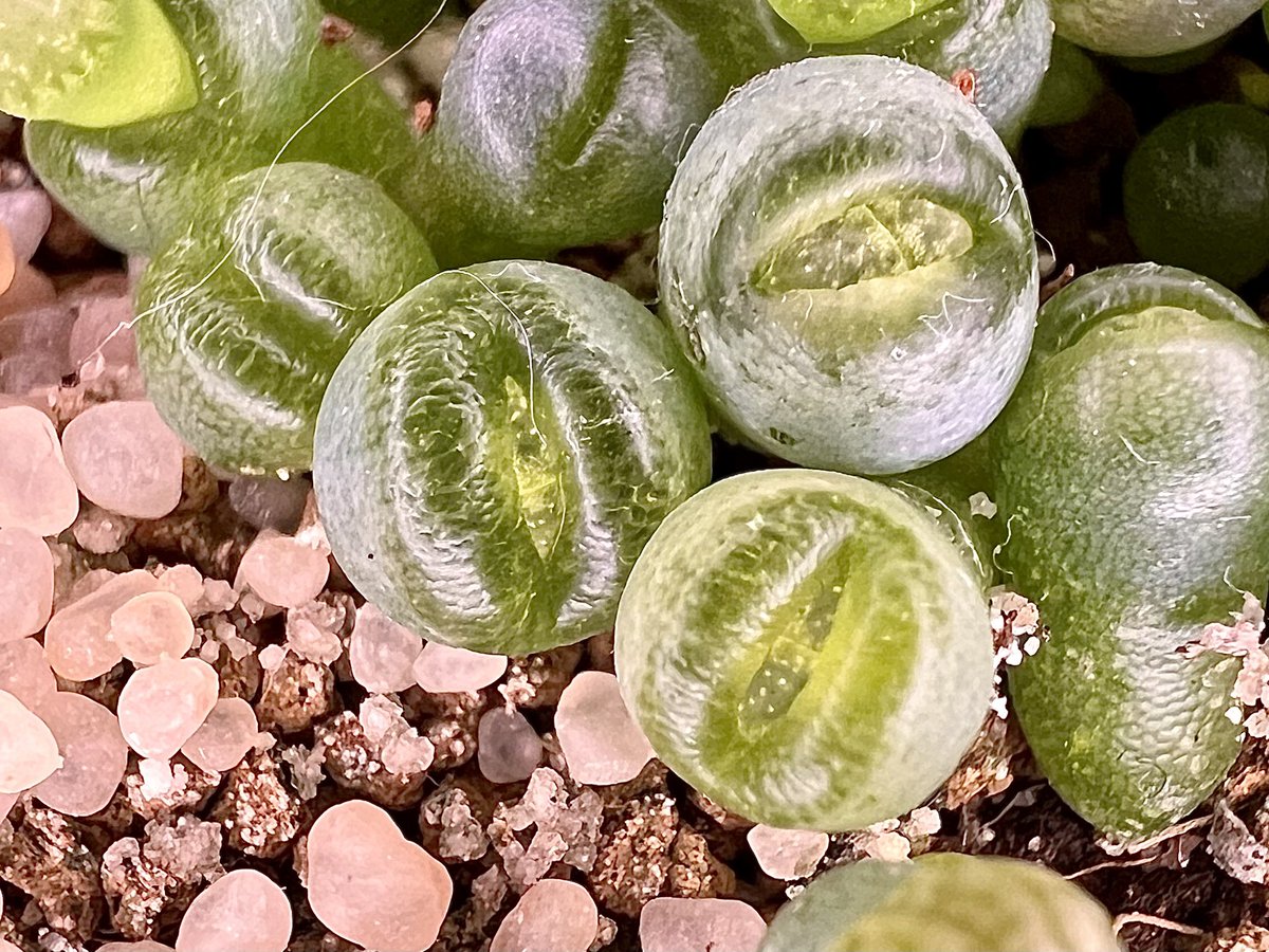 뽑뽀

#리톱스 #탈피 #파종