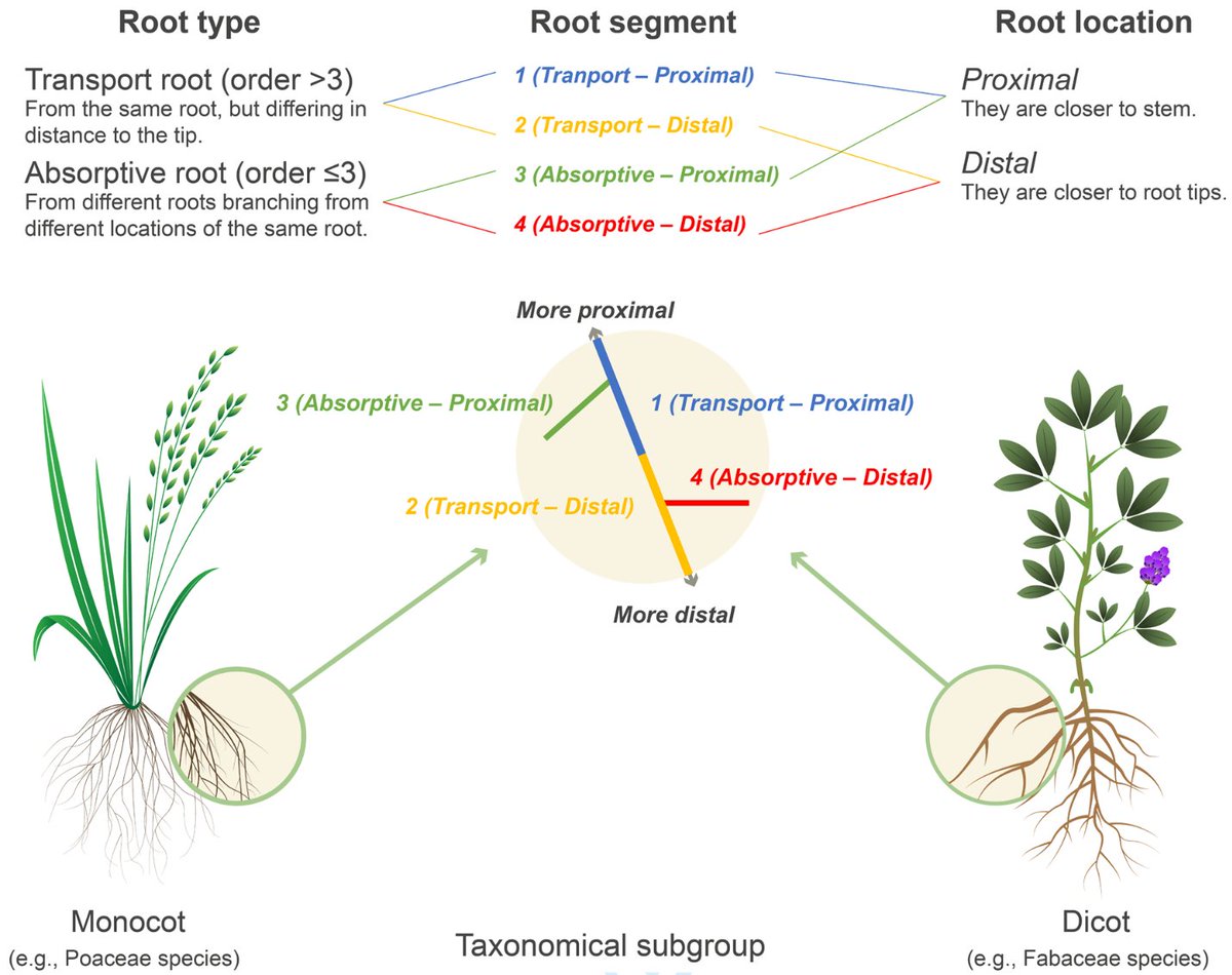 Oikos_Journal's tweet photo. Intra- and inter-specific variation in root mechanical traits for twelve herbaceous plants and their link with the root economics space

https://t.co/b7hyqBf603
@WileyEcolEvol @NordicOikos @LuisMerMar #soil #ecology #SIRoots #monocot #dicot #morphology #tensile #absorptive https://t.co/U2bg4RkCNM