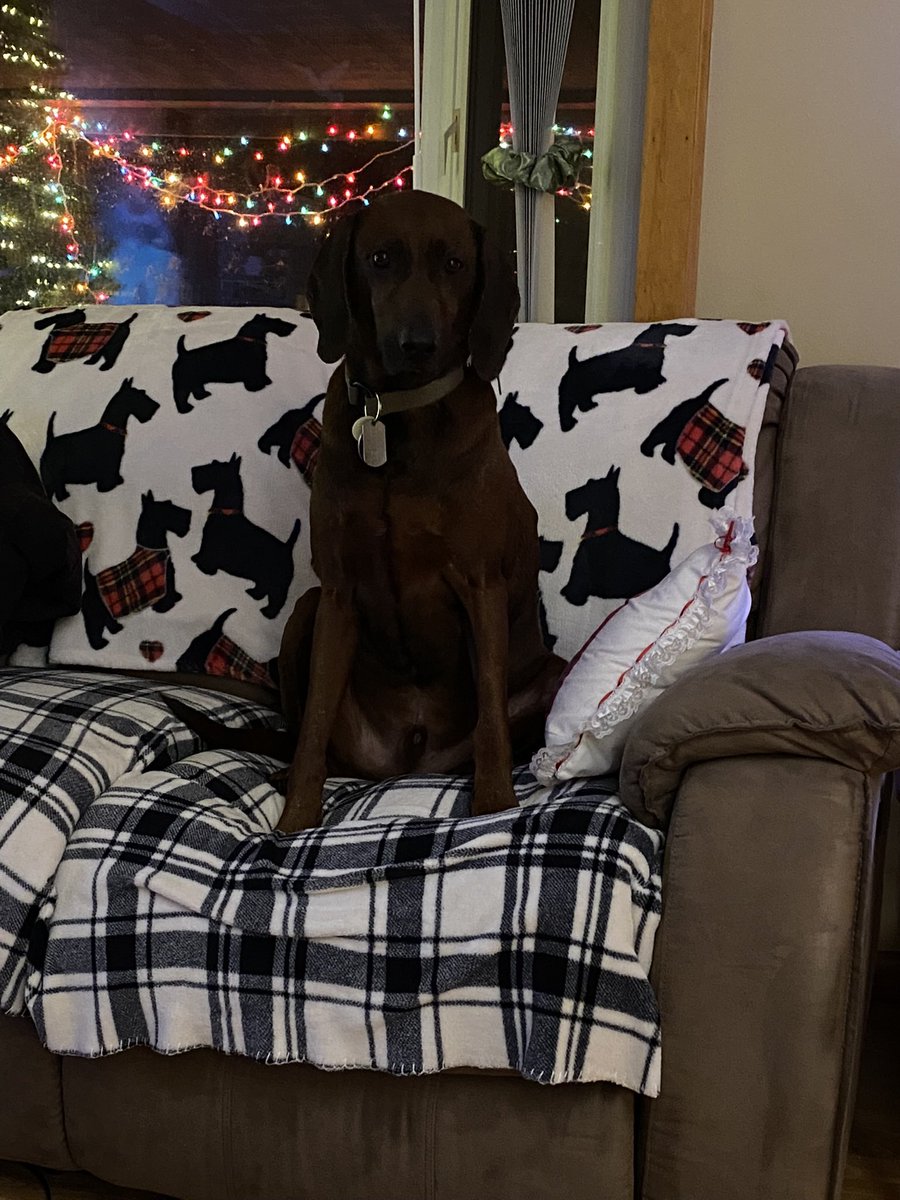 AlyMeAtSix's tweet photo. @Chewy https://t.co/V9QT0WP0Km