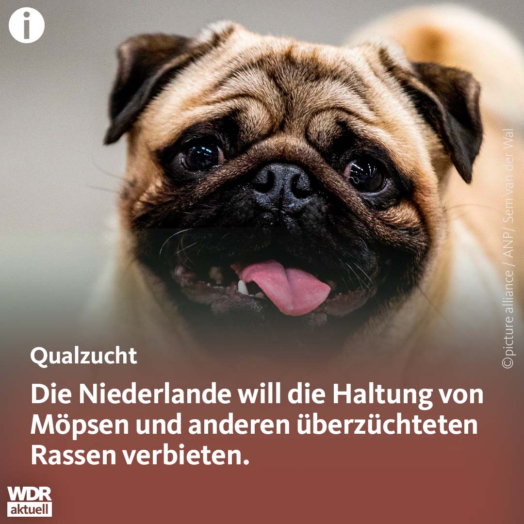 In den Niederlanden soll es bald strafbar werden, Qualzuchten wie #Möpse, Bulldoggen, einige Pinscher-Arten oder die Faltohrkatze als Haustier neu anzuschaffen. Wer ein überzüchtetes Tier schon besitzt, darf es behalten.   www1.wdr.de/nachrichten/qu…