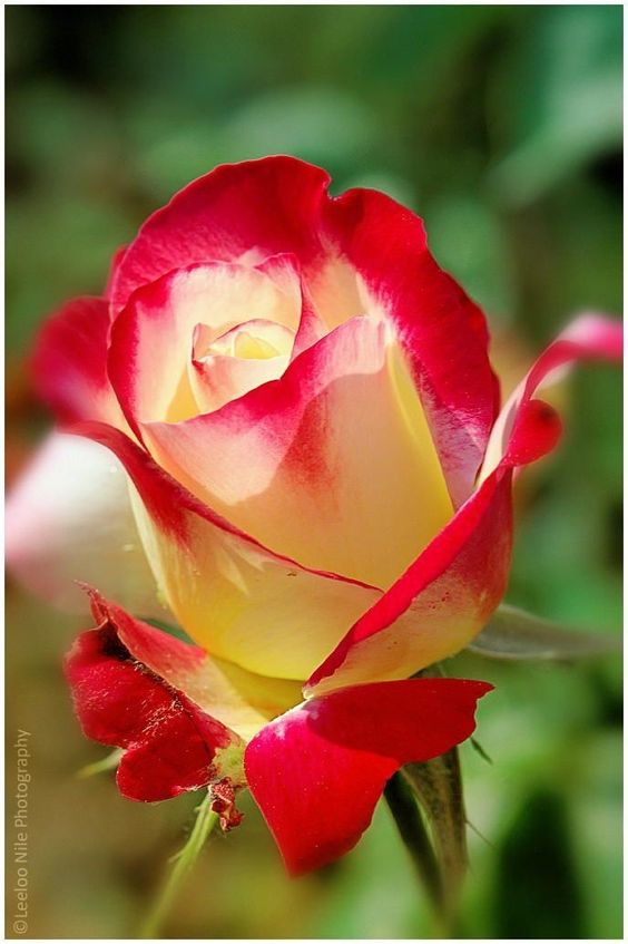 JulieParker144's tweet photo. It's so beautiful.  I hope you like it too. https://t.co/lotPp46btR