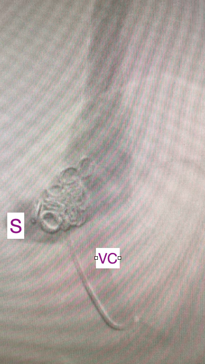 AURA Veterinary tweet media