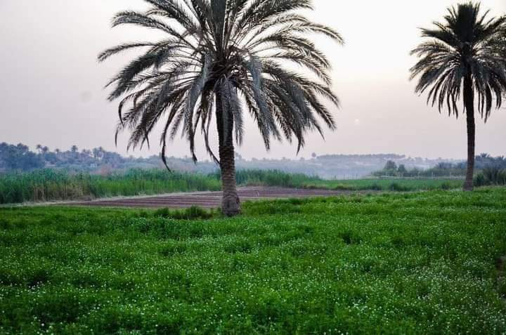 #البصرة _ ابو الخصيب (اسم على مسمى) ♥️