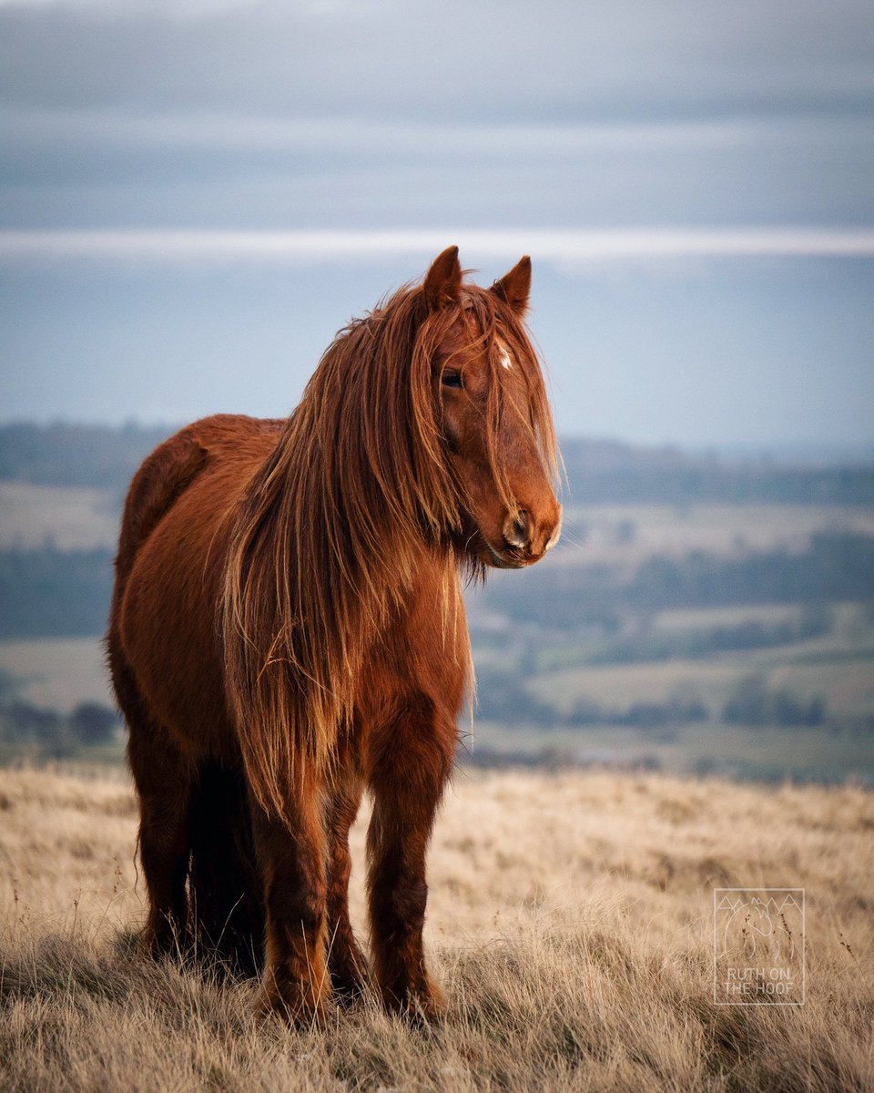 RuthOnTheHoof's tweet image. The aptly named Drybarrows Enigma - a rare chestnut Fell pony. Chestnut/red is not recognised in the breed yet purebred red Fells do appear. A recessive gene is responsible for red &amp;amp; can “hide” for generations seeming to appear randomly - in reality it’s been there all along