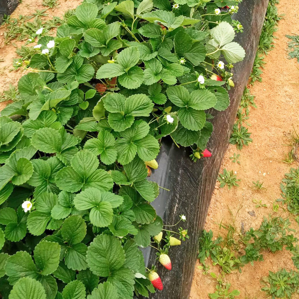 LABINnet's tweet photo. Trabajando en la zona del cultivo de la FRESA en HUELVA, realizamos una sola aplicación de Labicuaje a 3 kg/ha y este es el resultado! 👌🍓

https://t.co/JaUfdchrqm

#labin #solucioneslabin #fresas #huelva #labicuaje https://t.co/72Iqaj3FVr
