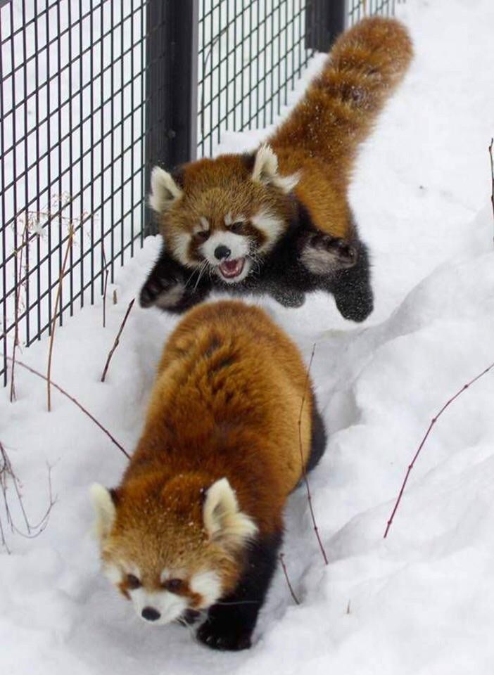 Red Panda Every Hour! (@redpandaeveryhr) on Twitter photo 