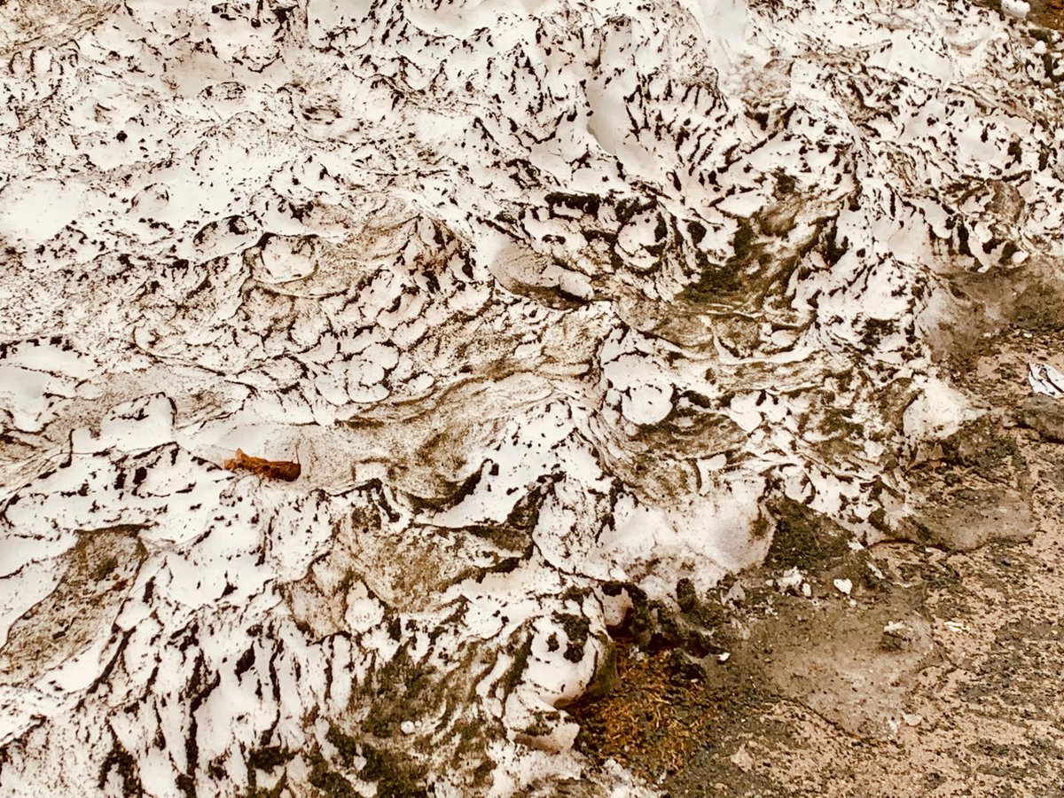 RES_Guidance's tweet photo. "And there's a zebra!" a student said on the lot @RoncalliSchool this morning. I was confused. She pointed at what I thought was a dirty snowbank. I looked closer, and realized that kids often see so much more than we do. #Imagination #LearnFromKids @NLESDCA @RoncalliReads #zebra https://t.co/prAtzwR378