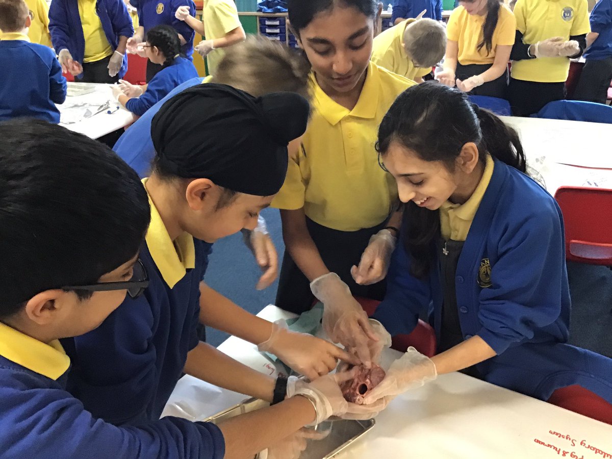 ManorPrimarySch's tweet photo. When awe and wonder in Year 6 Science lessons about the circulatory system create outstanding outcomes! #outstanding #makinglearningreal #welovescience #exceptionality https://t.co/uoX52UpFWZ
