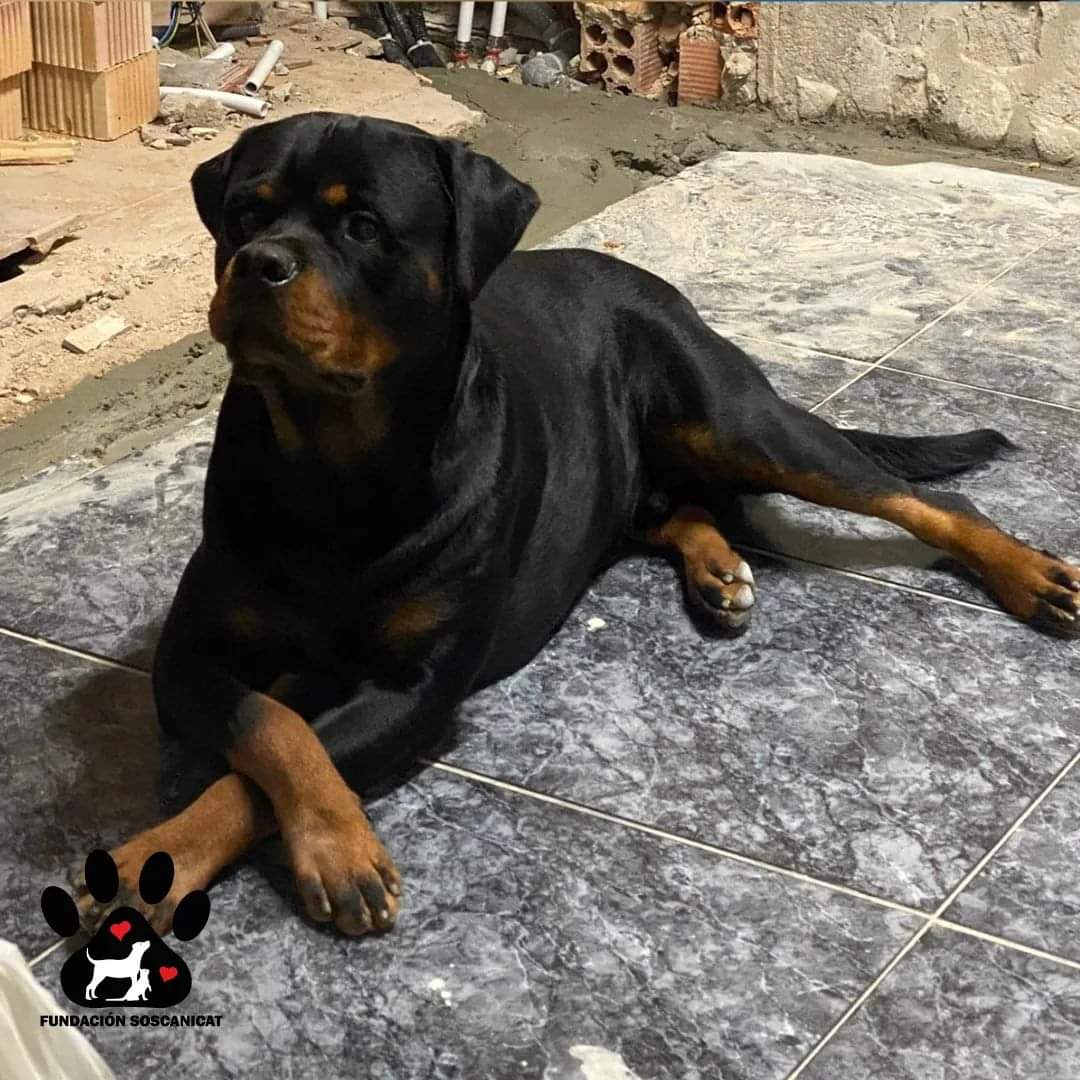 blauigrana12's tweet photo. Perdido en Pontils ( tarragona) 
Se llama Thor.
Si lo veis llamar al 648 65 33 21 https://t.co/YVcuy14Obe