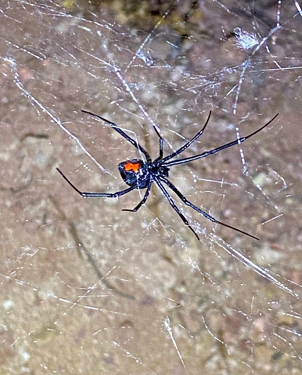 TATISANDIEGO's tweet photo. LECTRODECTUS HESPERUS (BLACK WIDOW) ๐ท๐ธ๐
#spider #blackwidow #aracnidos #aracnofobia #aracnologia #science #scientist #hike #hiking #workout #zionnationalpark #arizona #outdoor #biology #desierto #venomous #venom #nature #lokabye #teveoloka #tatiselavive https://t.co/xr9QrXJxAC