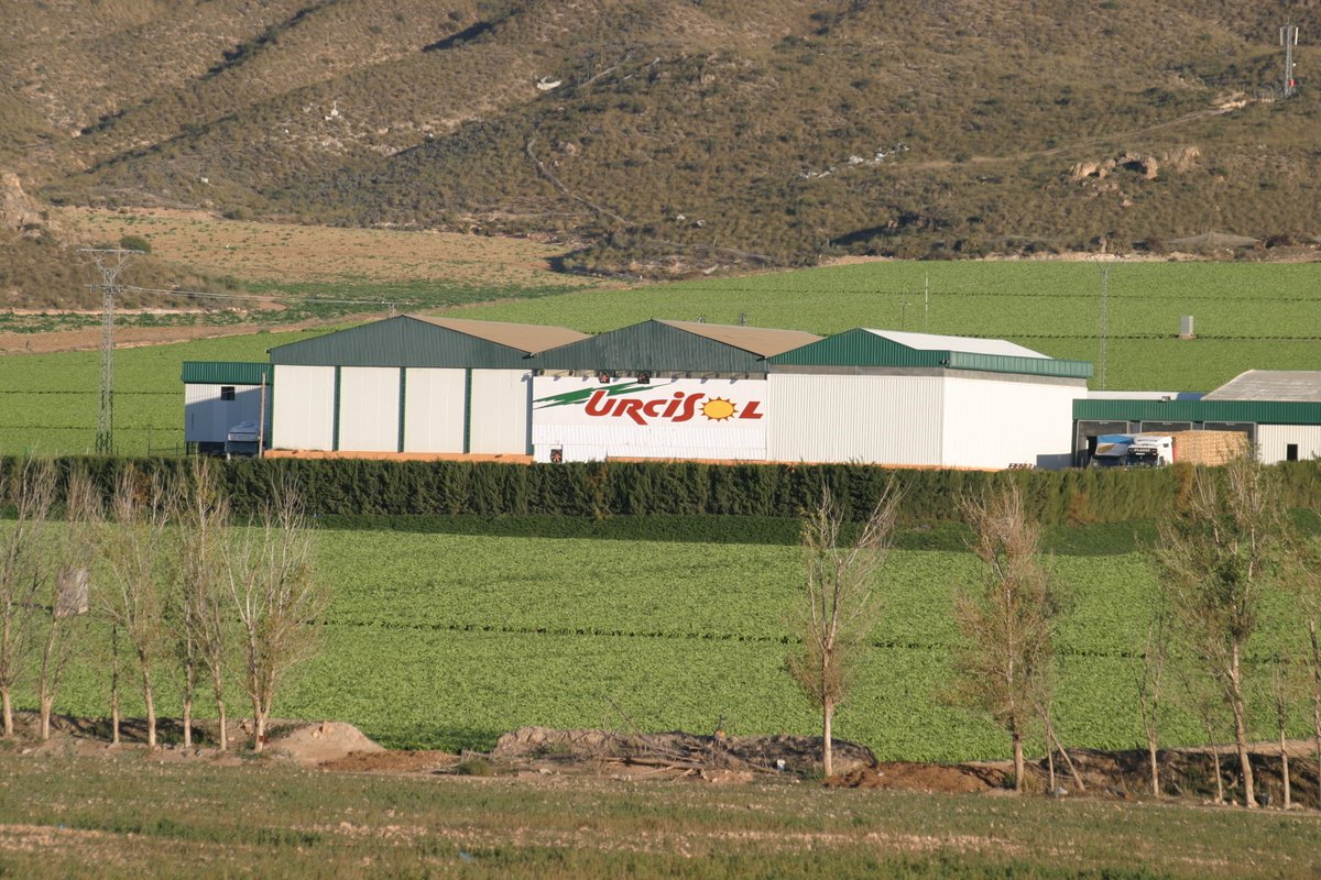 Urcisol's tweet photo. ¡Feliz viernes! 🚜🍊🍋

🥬 | En Urcisol seguimos con la recolección de la lechuga. Ahora, en invierno, es ideal como remedio casero para la gripe y los resfriados, ya que fortalece las vías respiratorias. 

#urcisol☀️ #agricultura #felizviernes https://t.co/cq43BXYBmg
