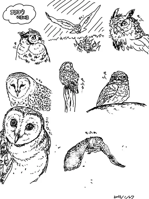 模写よ!!!!!🦉 