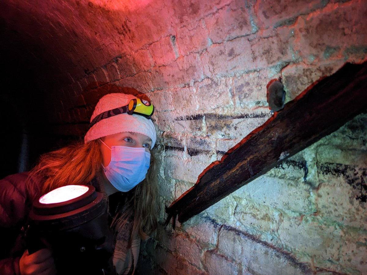 WFEcology's tweet photo. WFE staff were out undertaking hibernation checks today for @NorwichBats &amp; @BCT_NBMP. A great opportunity to see some Daubenton's &amp; Natterer's bats up close. #bats #hibernation https://t.co/8xMkRIXApY