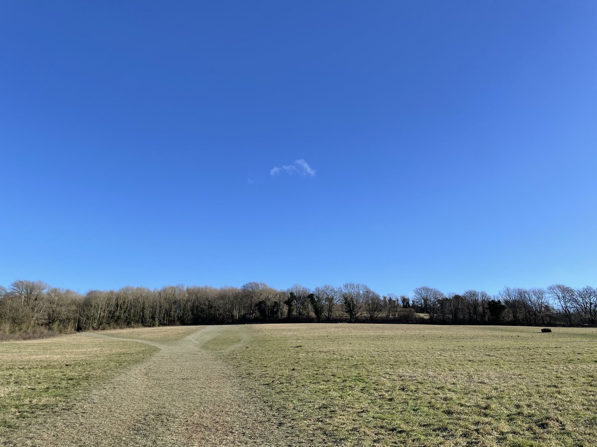 EmmaCameron9's tweet photo. Gorgeous day on #CissburyRing - heard skylarks as I was walking up the hill, gorse is flowering for any early pollinators. #WritingWalks @sdnpa @SussexWildlife https://t.co/Yxo7fFGsKJ