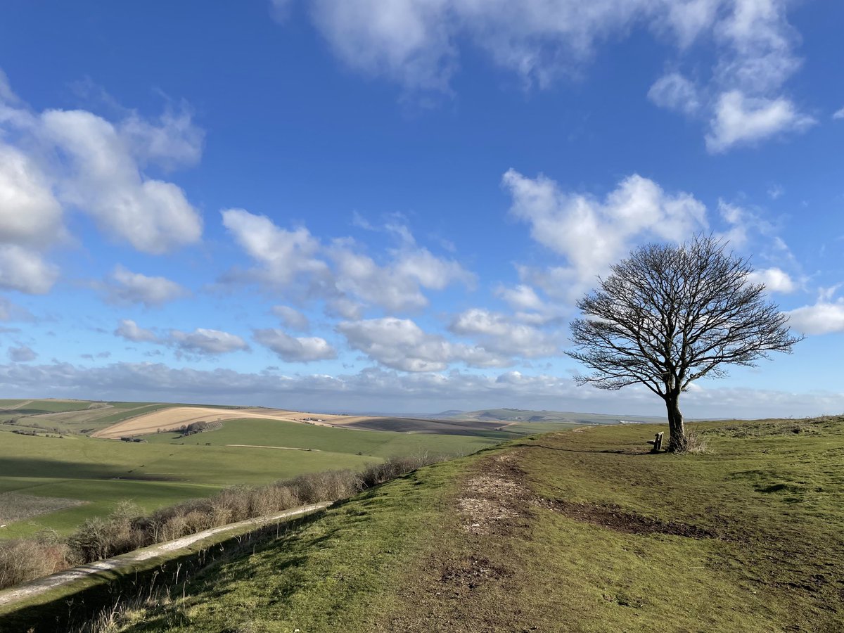 EmmaCameron9's tweet photo. Gorgeous day on #CissburyRing - heard skylarks as I was walking up the hill, gorse is flowering for any early pollinators. #WritingWalks @sdnpa @SussexWildlife https://t.co/Yxo7fFGsKJ
