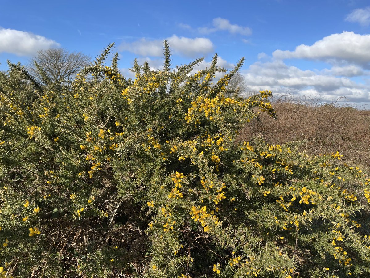 EmmaCameron9's tweet photo. Gorgeous day on #CissburyRing - heard skylarks as I was walking up the hill, gorse is flowering for any early pollinators. #WritingWalks @sdnpa @SussexWildlife https://t.co/Yxo7fFGsKJ