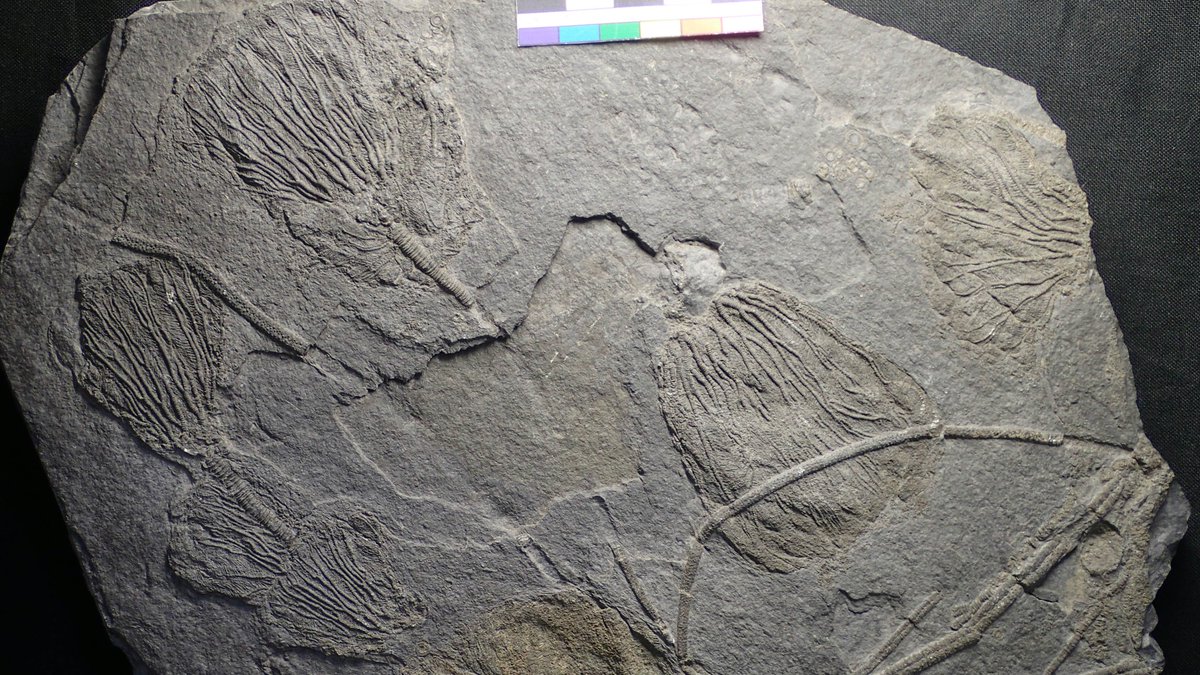 Lovely bunch of sea lilies from near Llanrwst, showing long stems and the calyx with its long, feathery arms, used to capture food #FossilFriday