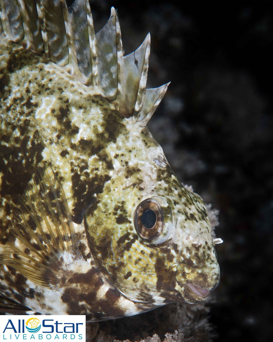 DiveASL's tweet photo. Creature Feature Friday!!! 💛💛💛 Dusky Rabbitfish
Also sometimes called a Dusky Spinefoot, this fish might look cute, but it produces venum in the spines of its fins. We find them in the Red Sea.
#creaturefeaturefriday #allstarliveaboards #rabbitfish #duskyspinefoot #redsea https://t.co/wDl67y4pW6