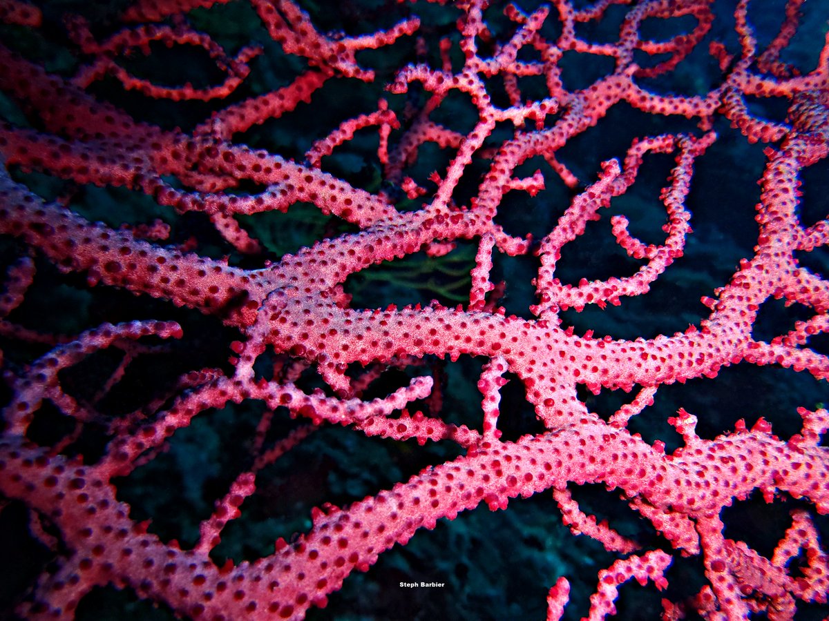 💦S'cuB'a Diving Time in Mediterranea: fried egg Jellyfish, "Sea Lion" Mermaid (diving location), purple Gorgonian!
Instants de Plongée en Méditerranée : MOAP Méduse œuf au plat; Sirène du Lion de Mer; Gorgone pourpre ! 😎
Olympus camera+housing
French Riviera 
Summer
2022
🌊