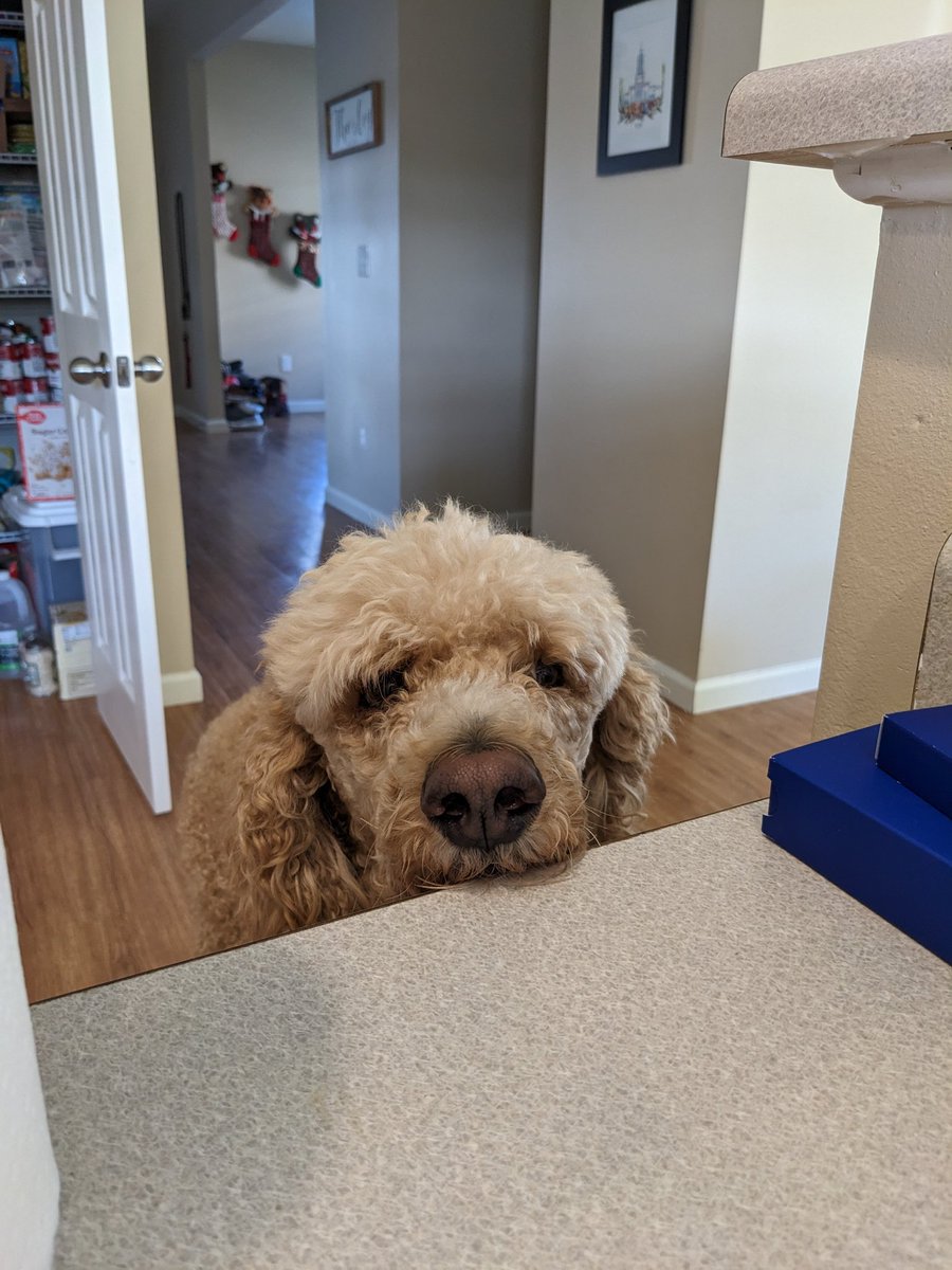 MadisonFields32's tweet photo. @Chewy https://t.co/dvfUmifgMW