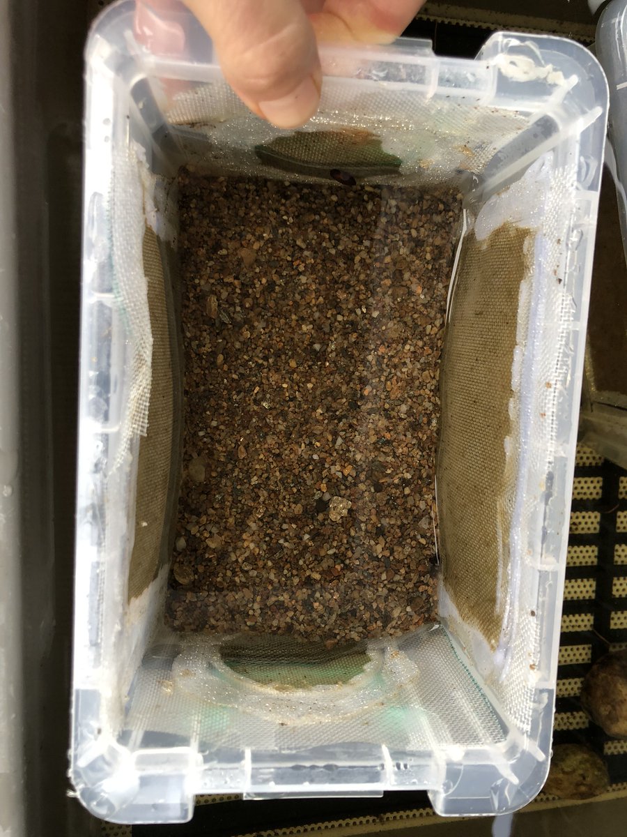 Today, we are moving our 2020 captive bred cohort of #FreshwaterPearlMussels to their new home, small boxes of sand which are better suited to their filter feeding stage. They are now about 3 mm long and pretty sturdy 
<a href="/MarineInst/">Marine Institute</a> @npwsBioData <a href="/pearl_mussel/">Pearl Mussel Project</a> #Margaritifera
