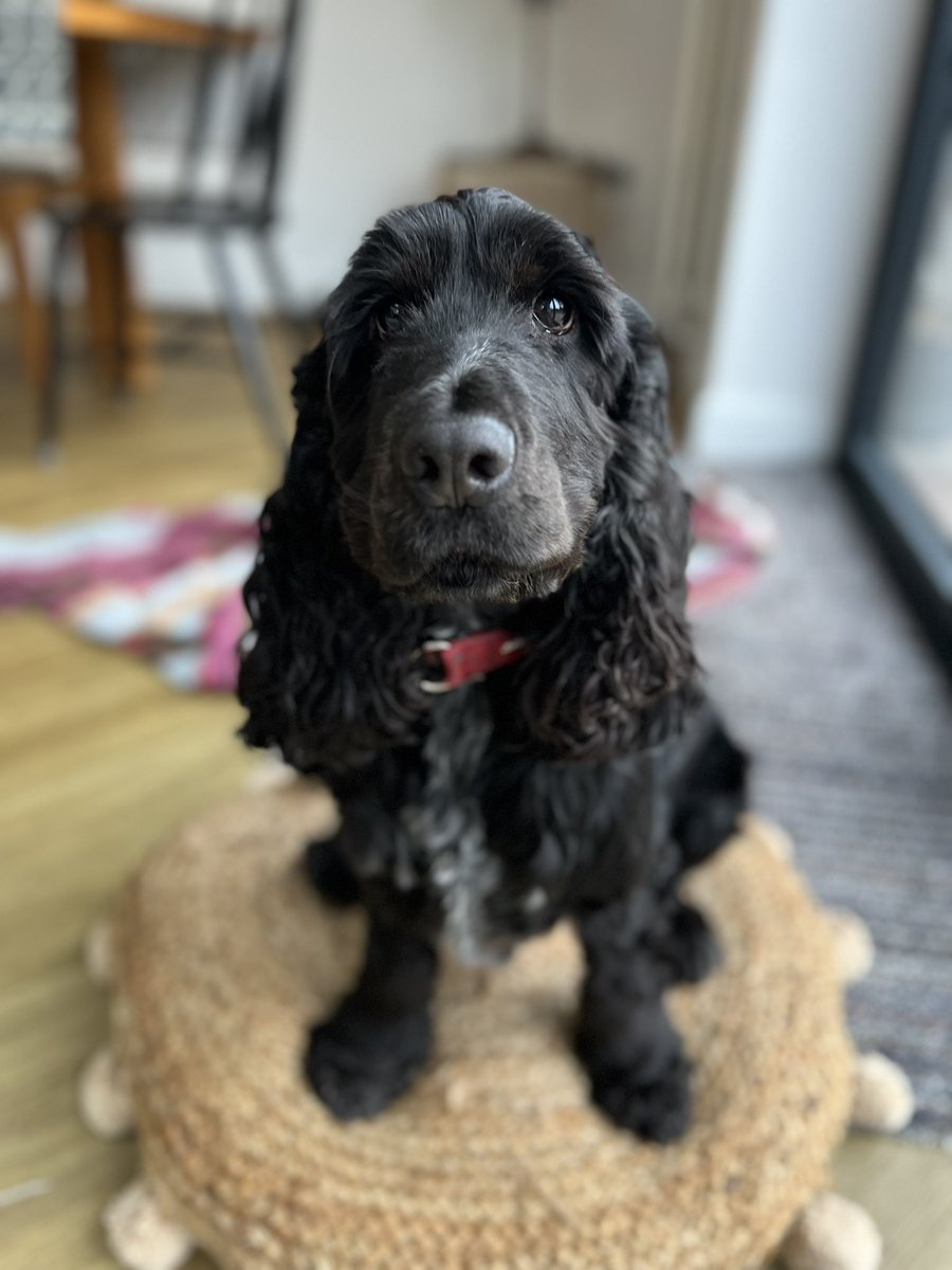 rebeccaskeller's tweet photo. @widow_waiting Saying Hi from me and my faithful friend. Thank you for your inspirational tweets x https://t.co/0mUKJBvg0I