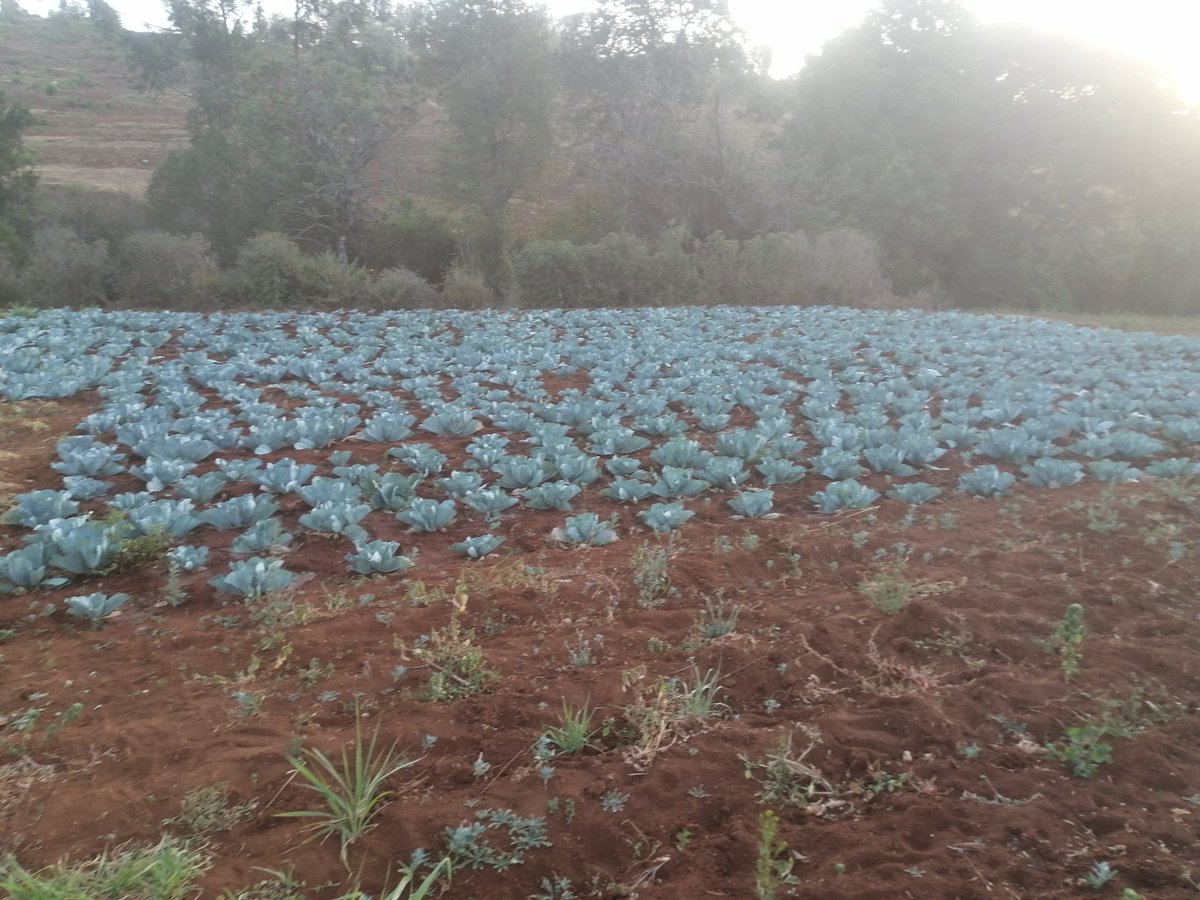 Briankiritu2's tweet photo. @_TheFarmerGuide https://t.co/ONgAnPu8Ro