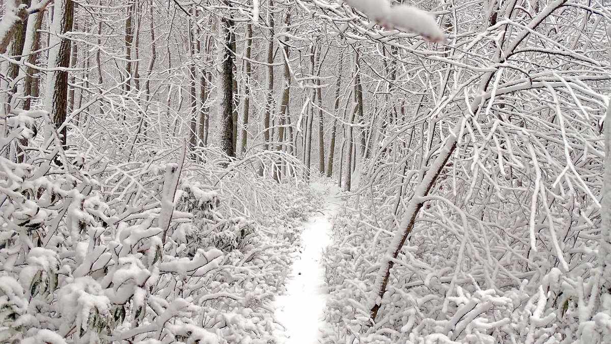 DCNRnews's tweet photo. Winter weather this week turned the upper elevations of #TuscaroraStateForest into a different world. ⛄❄
#PAStateForests
#PASnowDays
#PAWinter
#GetOutdoorsPA https://t.co/b7ymcEQph9