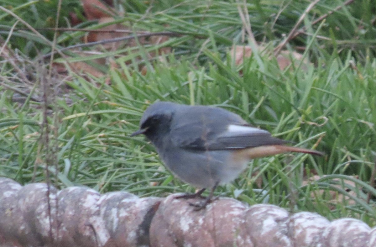 BaileyBirders's tweet photo. The Cherry Hinton black redstart was still showing well in the gloom this evening. Birding after work on a Friday has been quite productive recently. Nice start to the weekend. @CambsBirdClub https://t.co/fpeKdIF0Rf