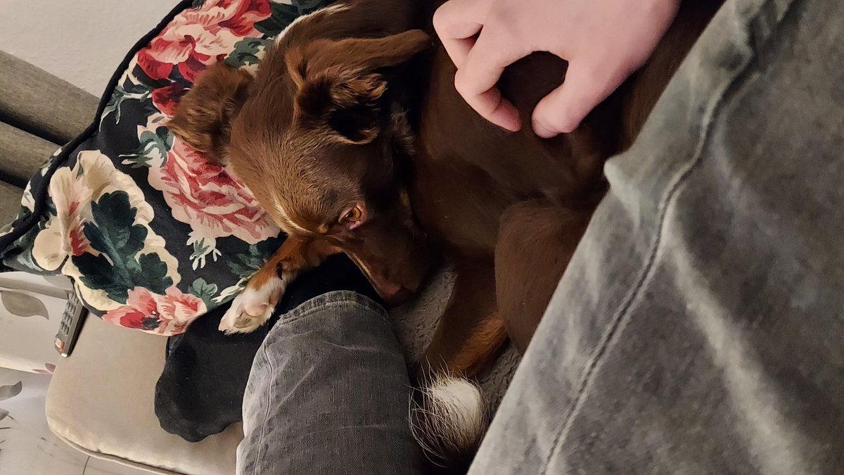 Guckt mal, wie er sich zu mir aufs Sofa gemogelt hat 😭