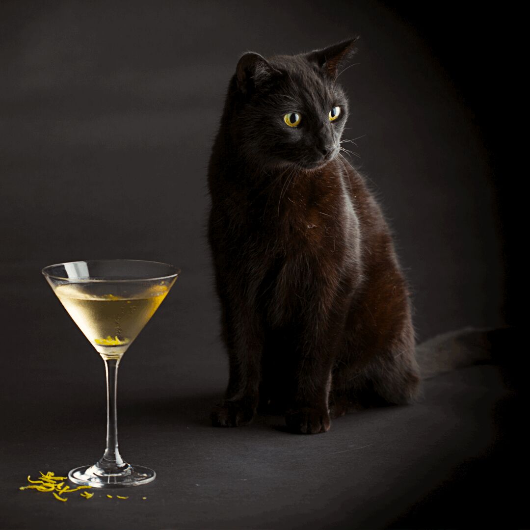 Have you made one of our Islay Gin Martinis? They're absolutely delicious if we do say so ourselves, why not learn the recipe in time for the weekend? 🍸 bit.ly/3vxh8lN

#pentlandhills #pentlandhillsgin #gin #ginlovers #gindrinker #cocktails #gins #ginfan #ginuary