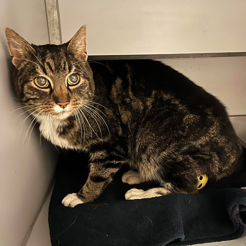 Gevonden, 
Gecastreerde kater, geen chip gevonden. 

Tuinwal #Zwolle