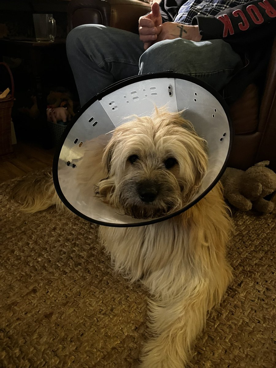 Well mummy did it to me. We had a nice walk be the sea then mummy took me to the vets and removed my knackers.  Major sulk, mummy hand fed me chicken but I’m not going near her - well unless she gives me more chicken…,