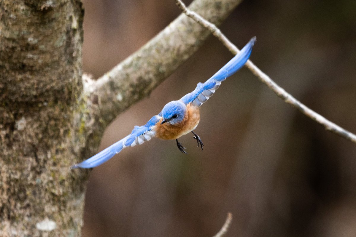 Mike Kropf tweet media